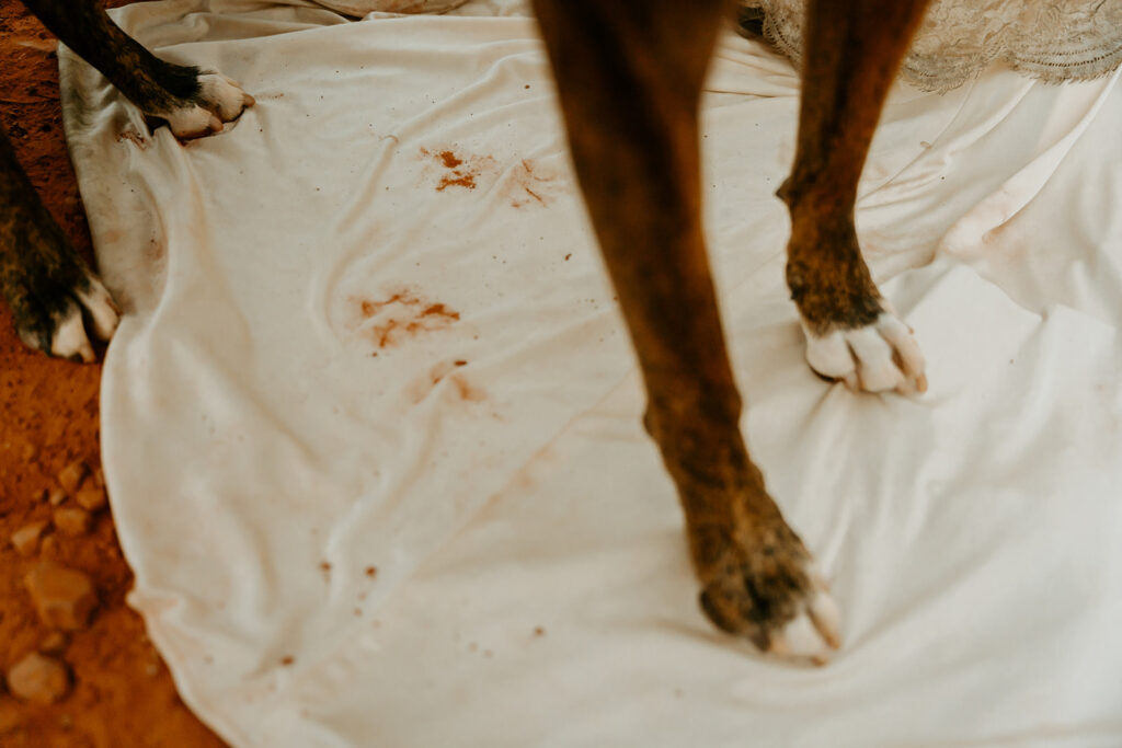 Wedding Photographers Reno captures dog standing on bride's dress